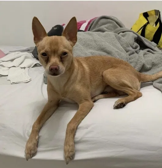 Lost dog in Miami, FL, 33177