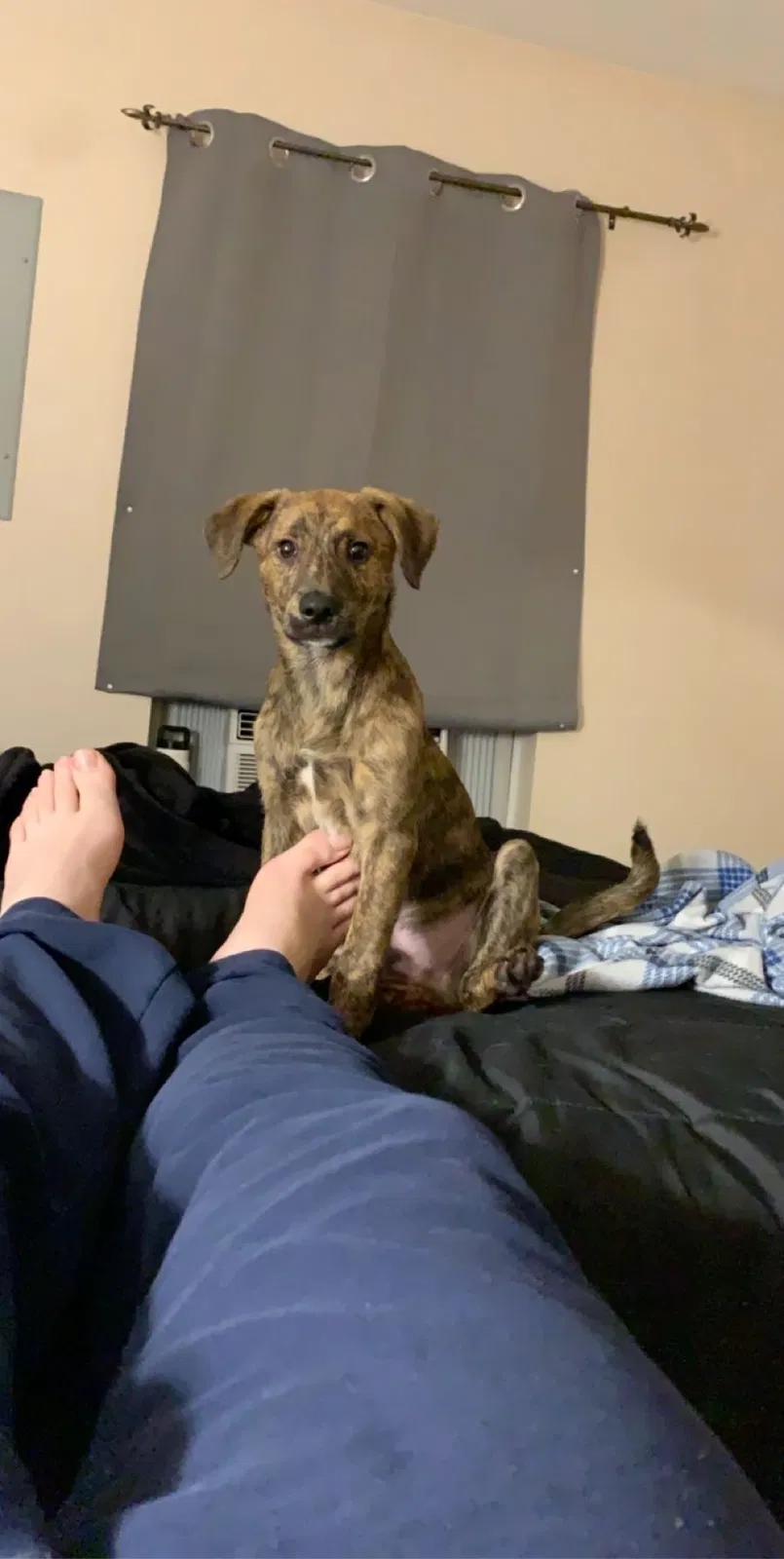 Lost dog in Hammond, LA, 70403