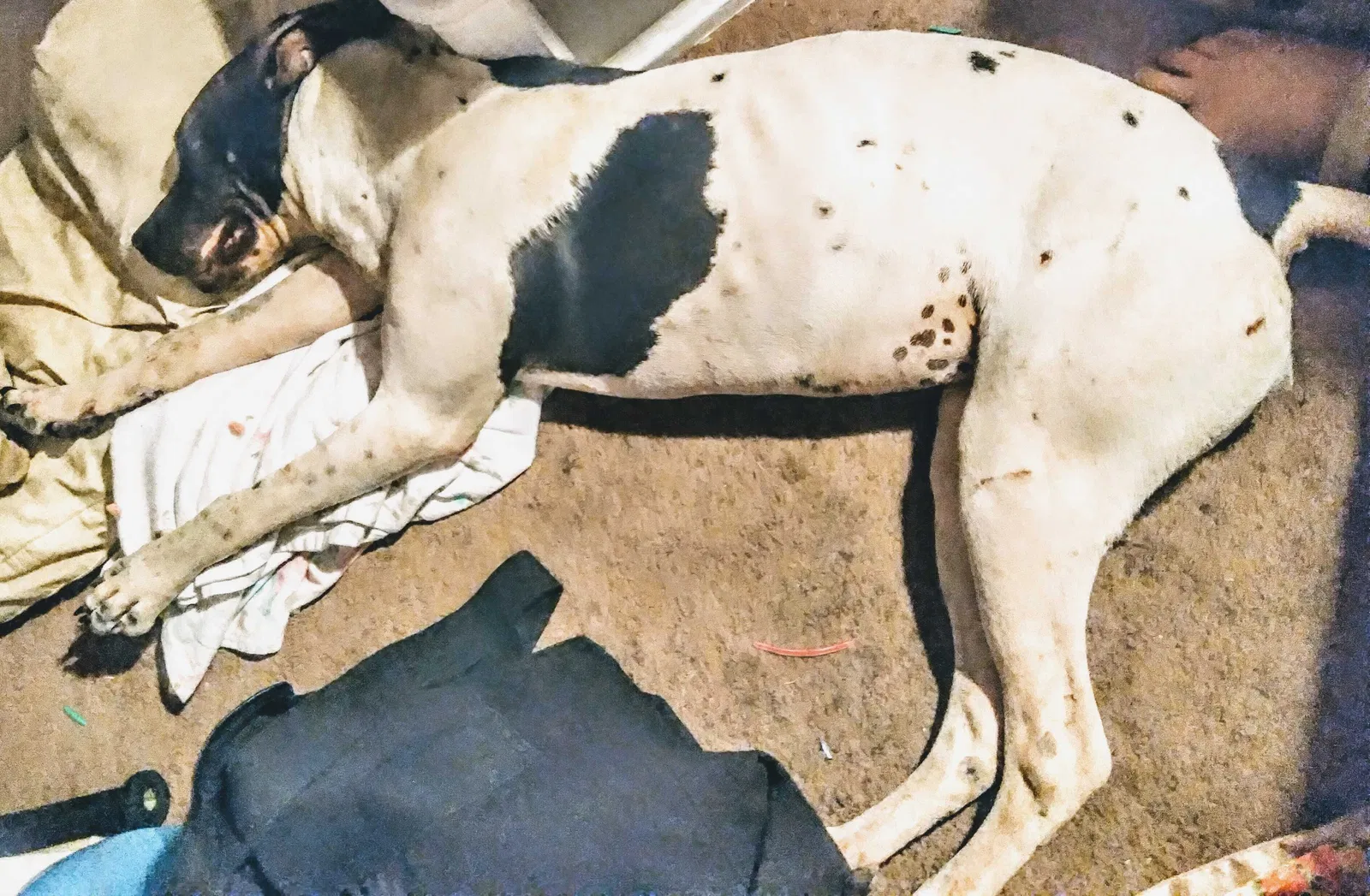 Lost dog in Perris, CA, 92570