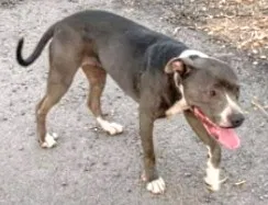 Lost dog in Perris, CA, 92570