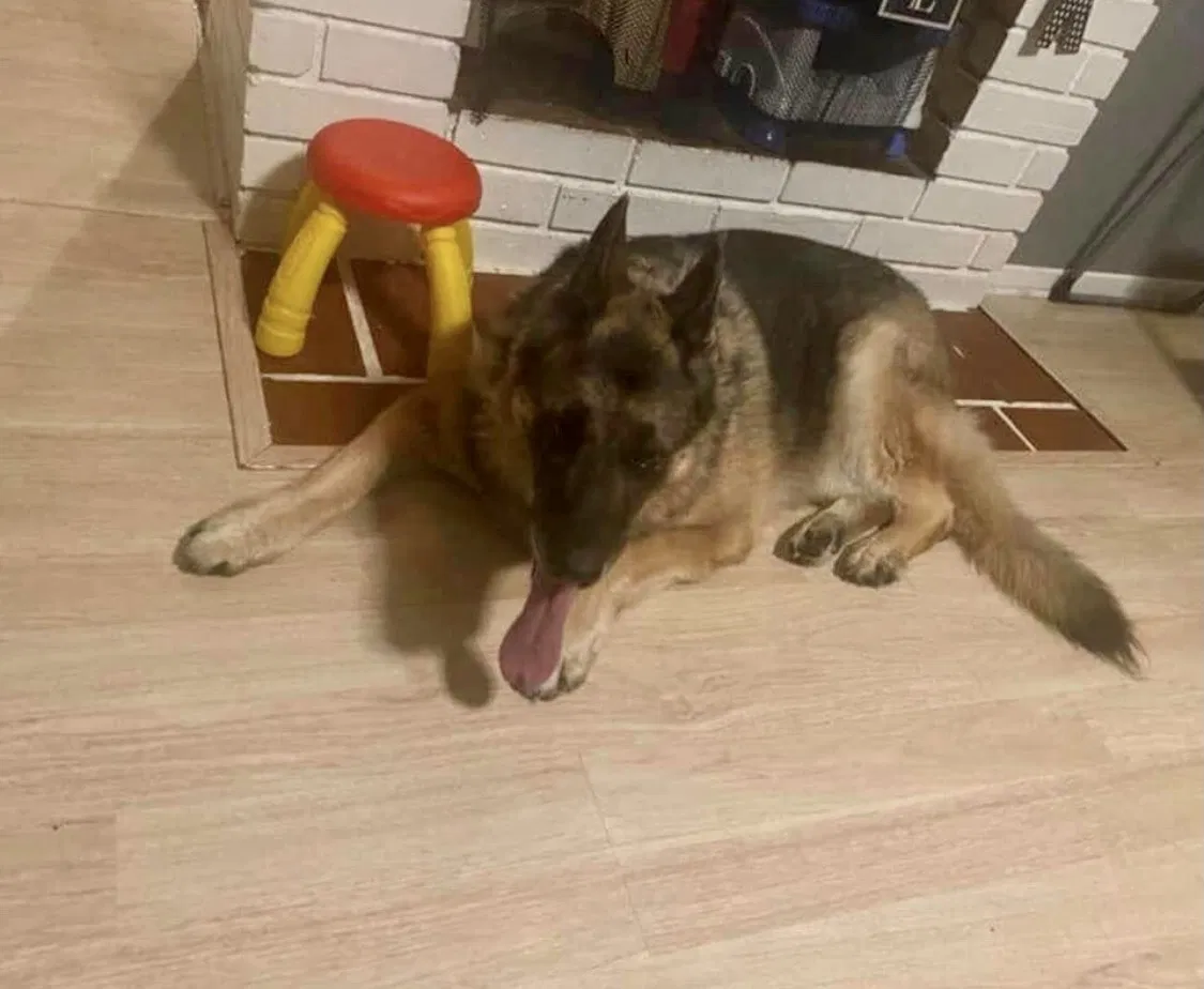 Found dog in Orange, CA, 92867
