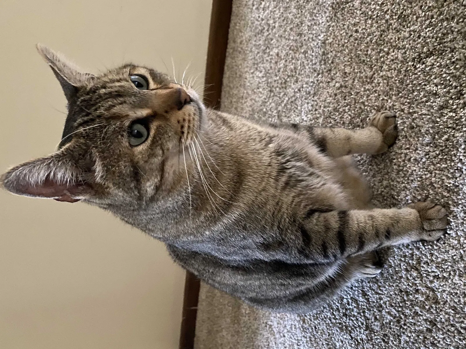 Lost cat in Lodi, WI, 53555