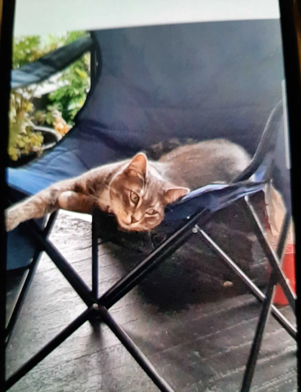 Lost cat in Milbank, SD, 57252