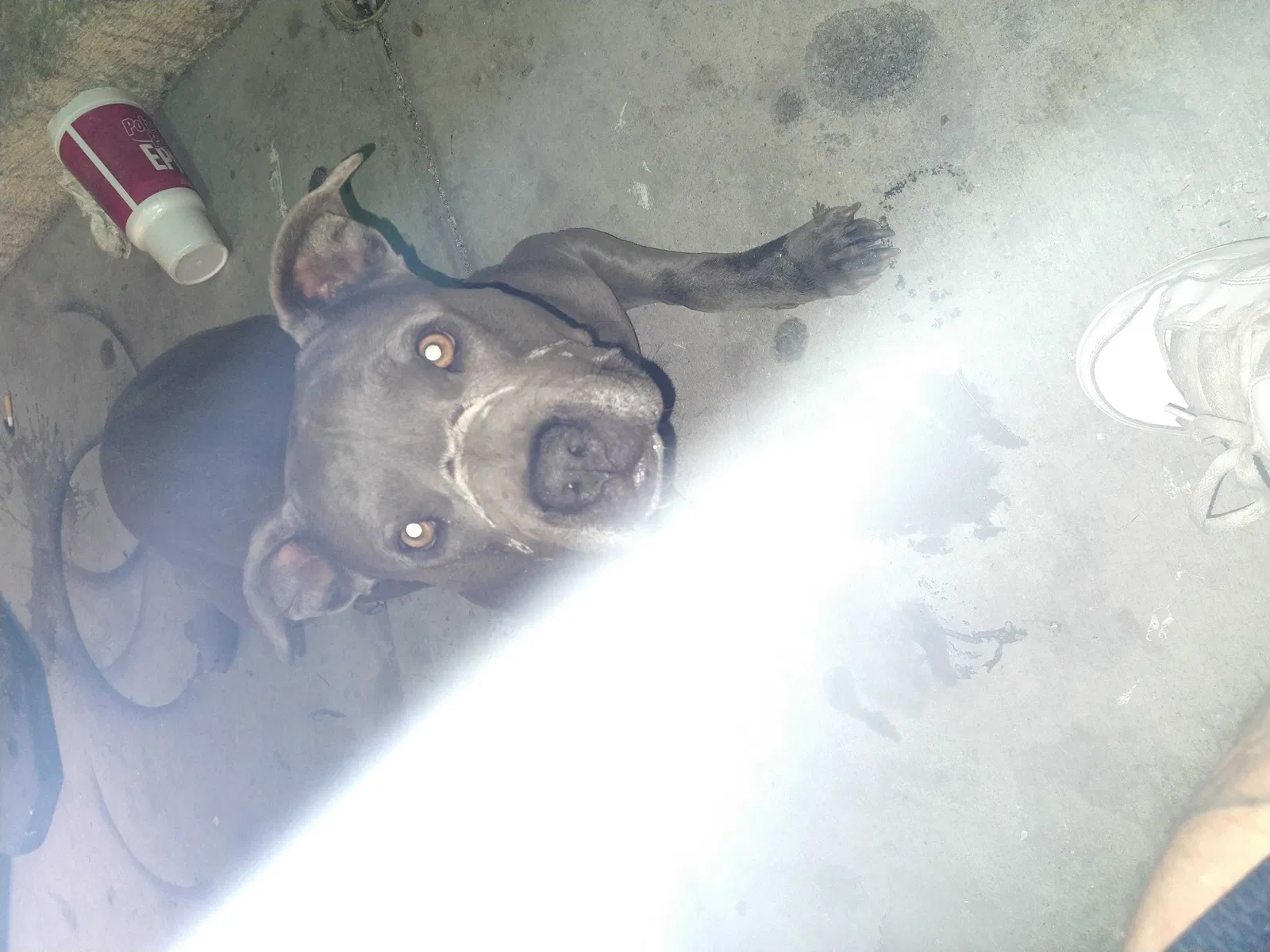 Lost dog in Apple Valley, CA, 92308