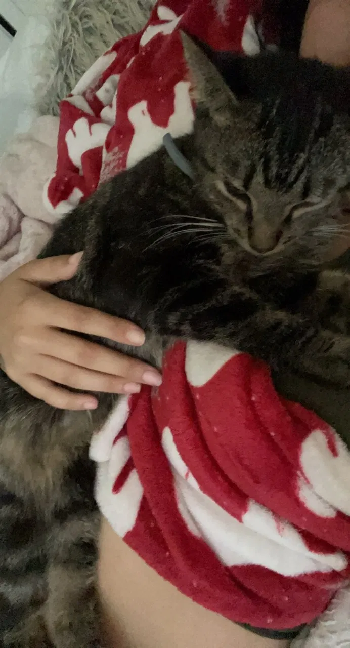 Lost cat in Intercession City, FL, 33848