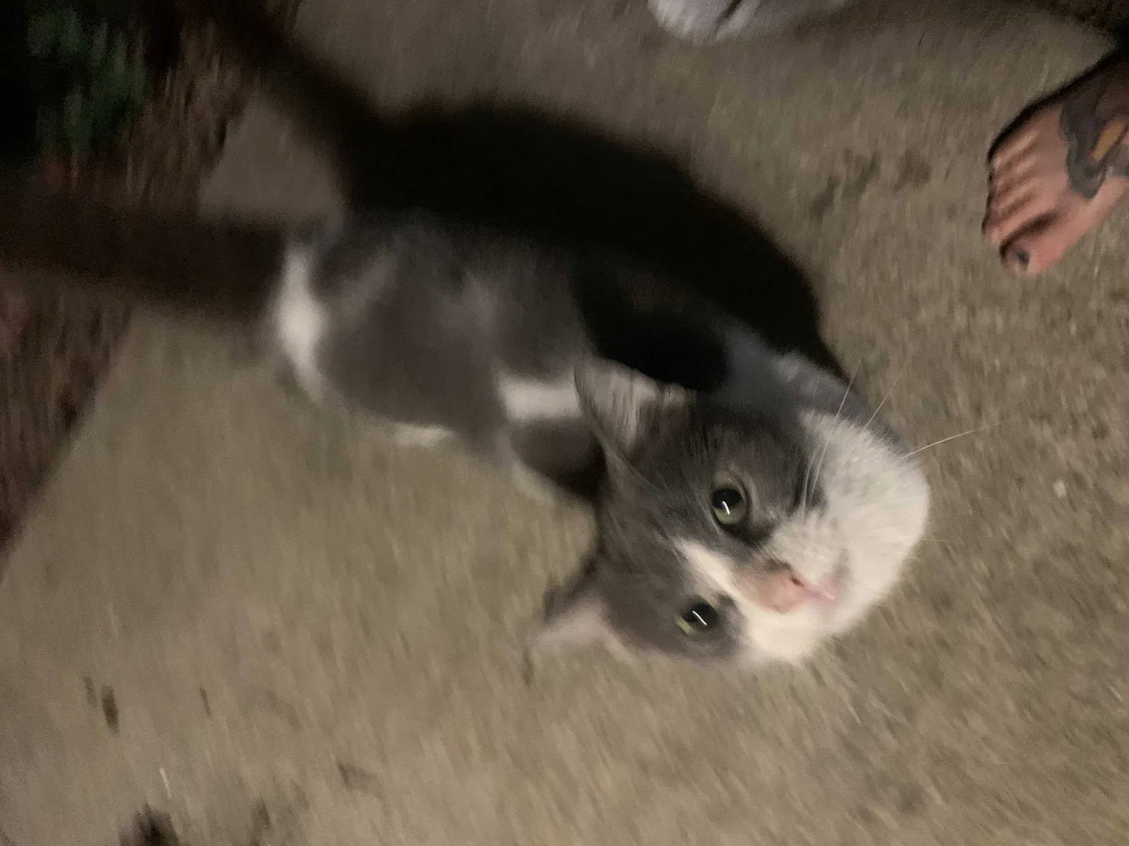 Found cat in Greenville, SC, 29607
