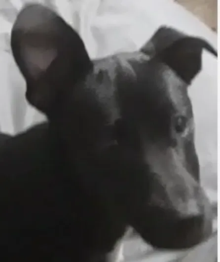 Lost dog in Monterey, CA, 93940