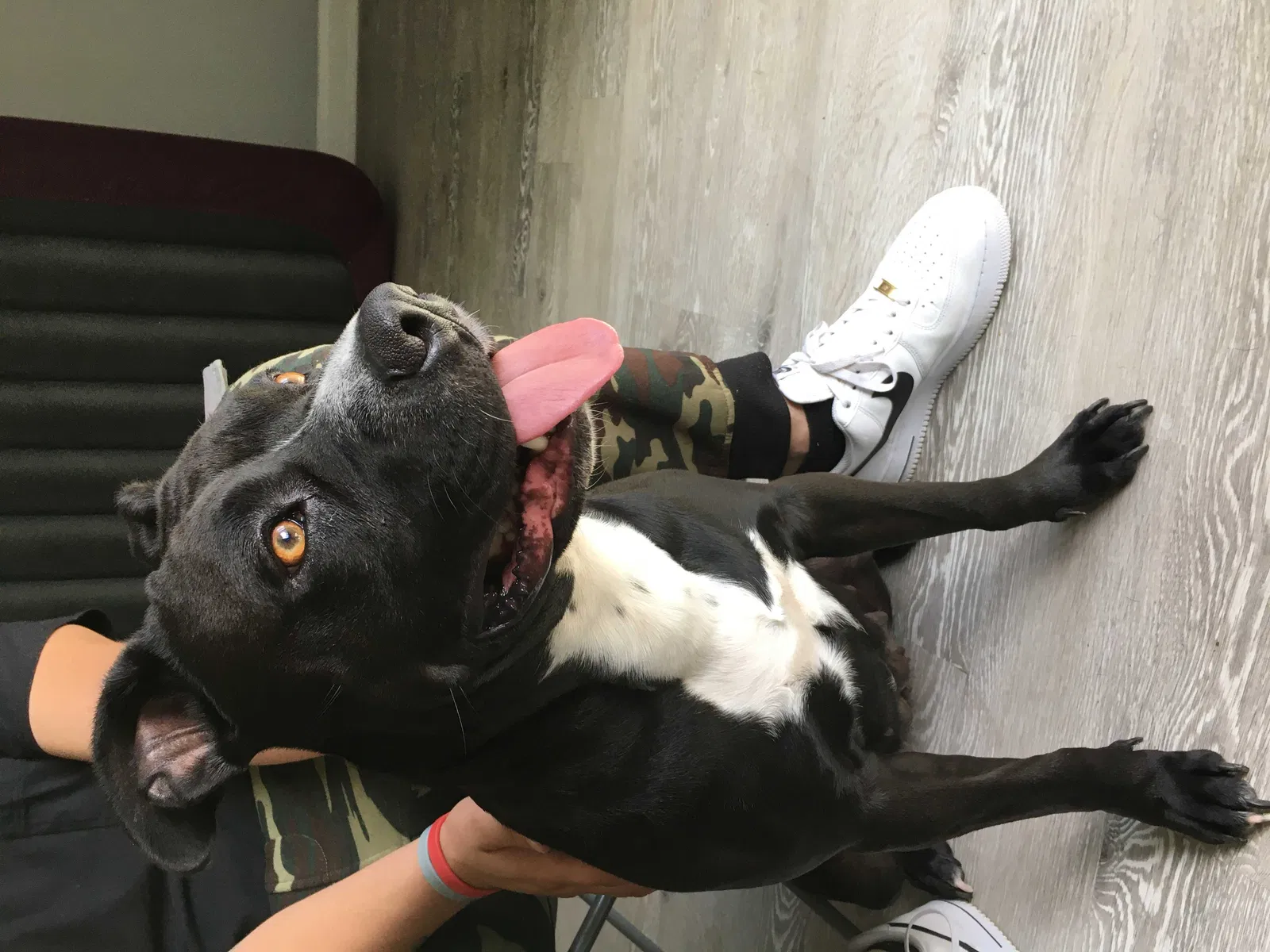 Lost dog in Pasadena, TX, 77504