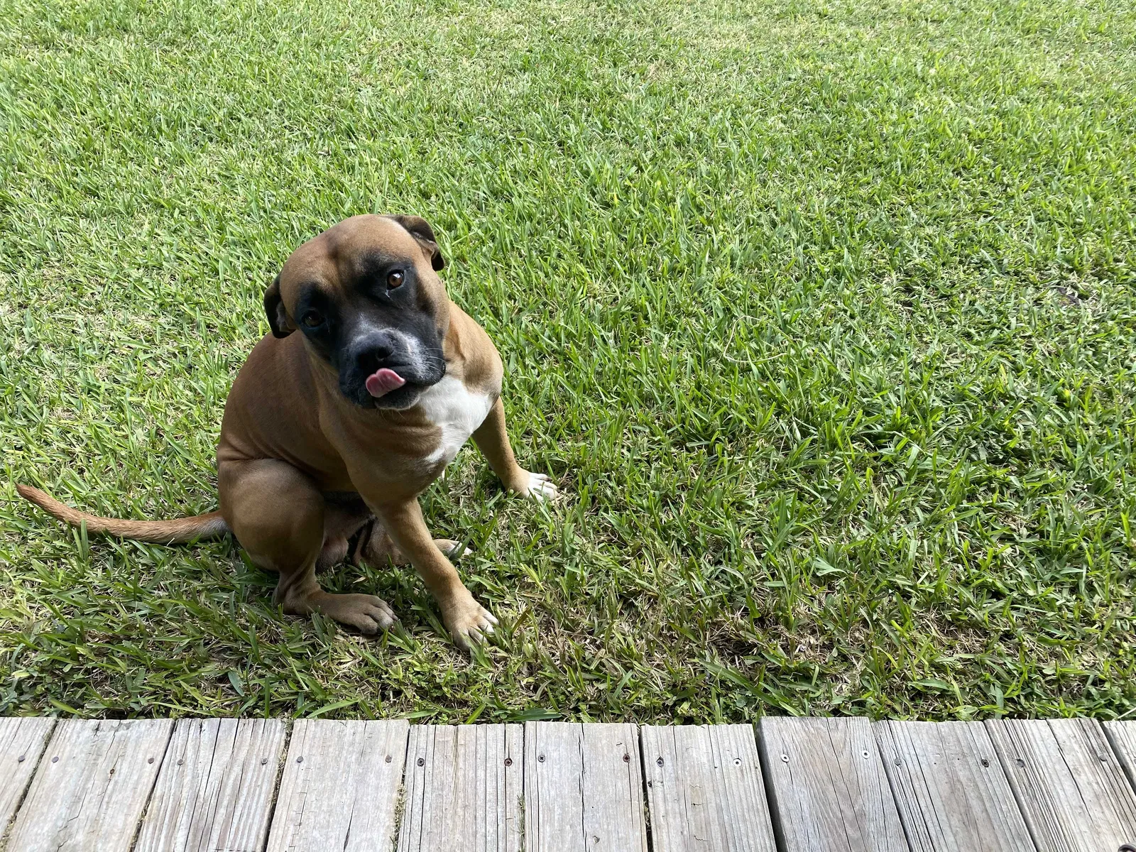 Lost dog in Miami, FL, 33170