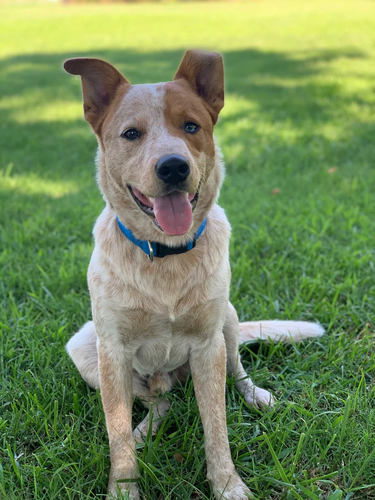 Lost dog in Kansas City, MO, 64138