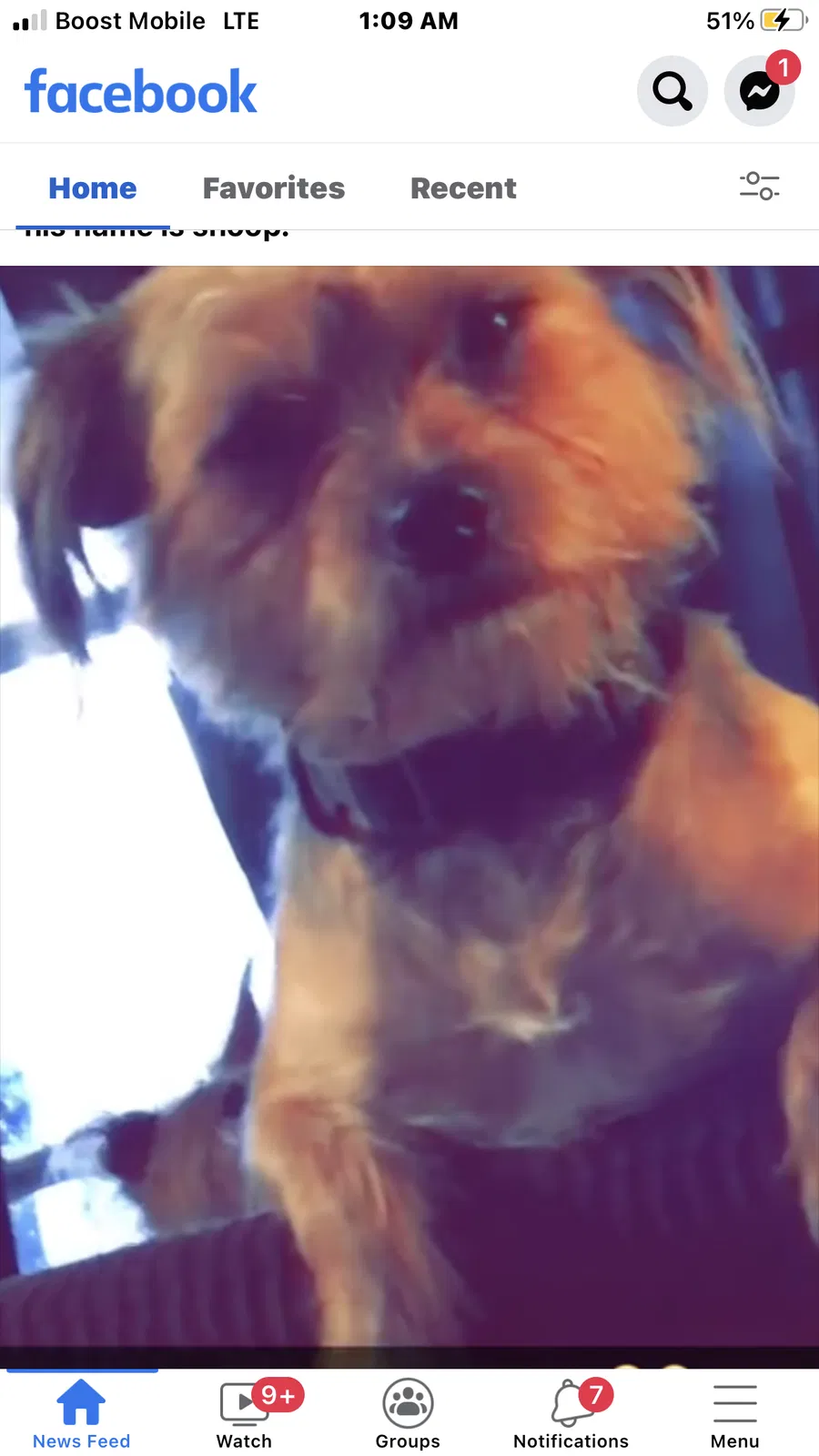 Lost dog in Saint Paul, MN, 55101