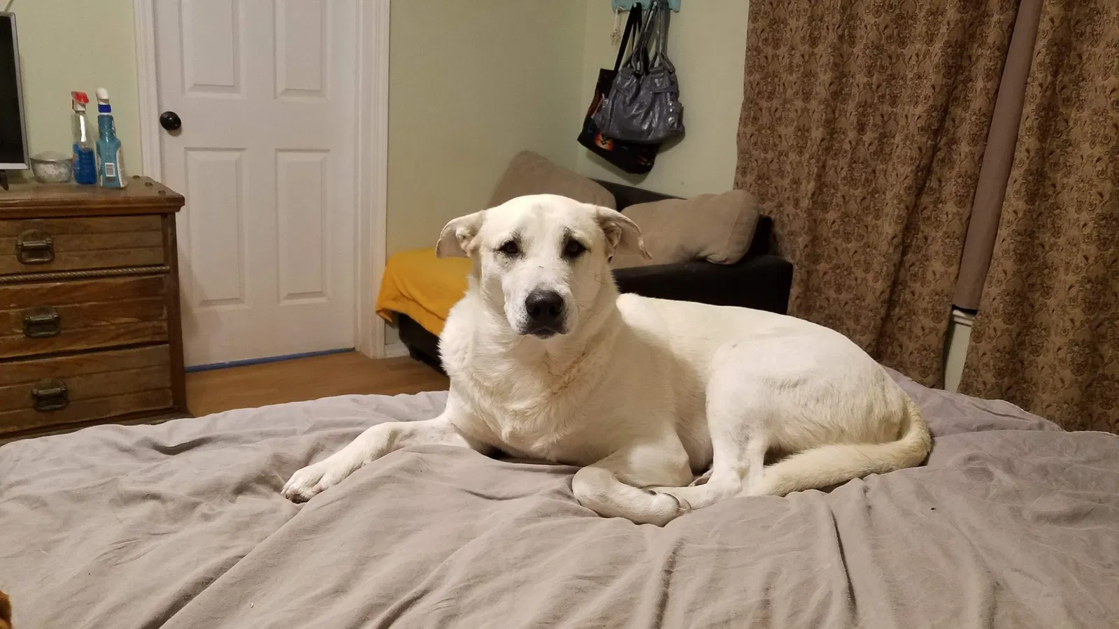 Lost dog in Rio Rancho, NM, 87124