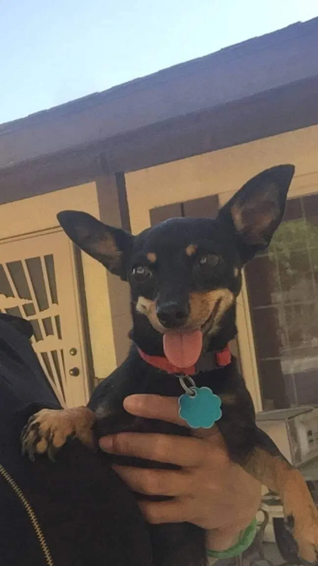 Lost dog in Las Vegas, NV, 89108