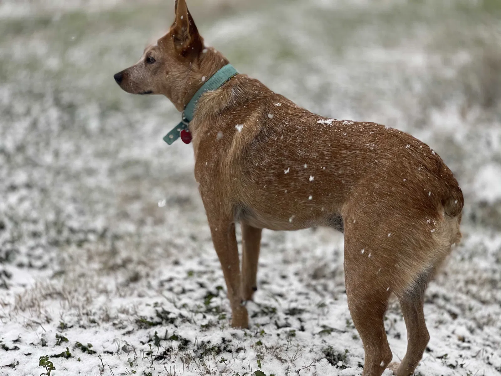 Lost dog in San Antonio, TX, 78249