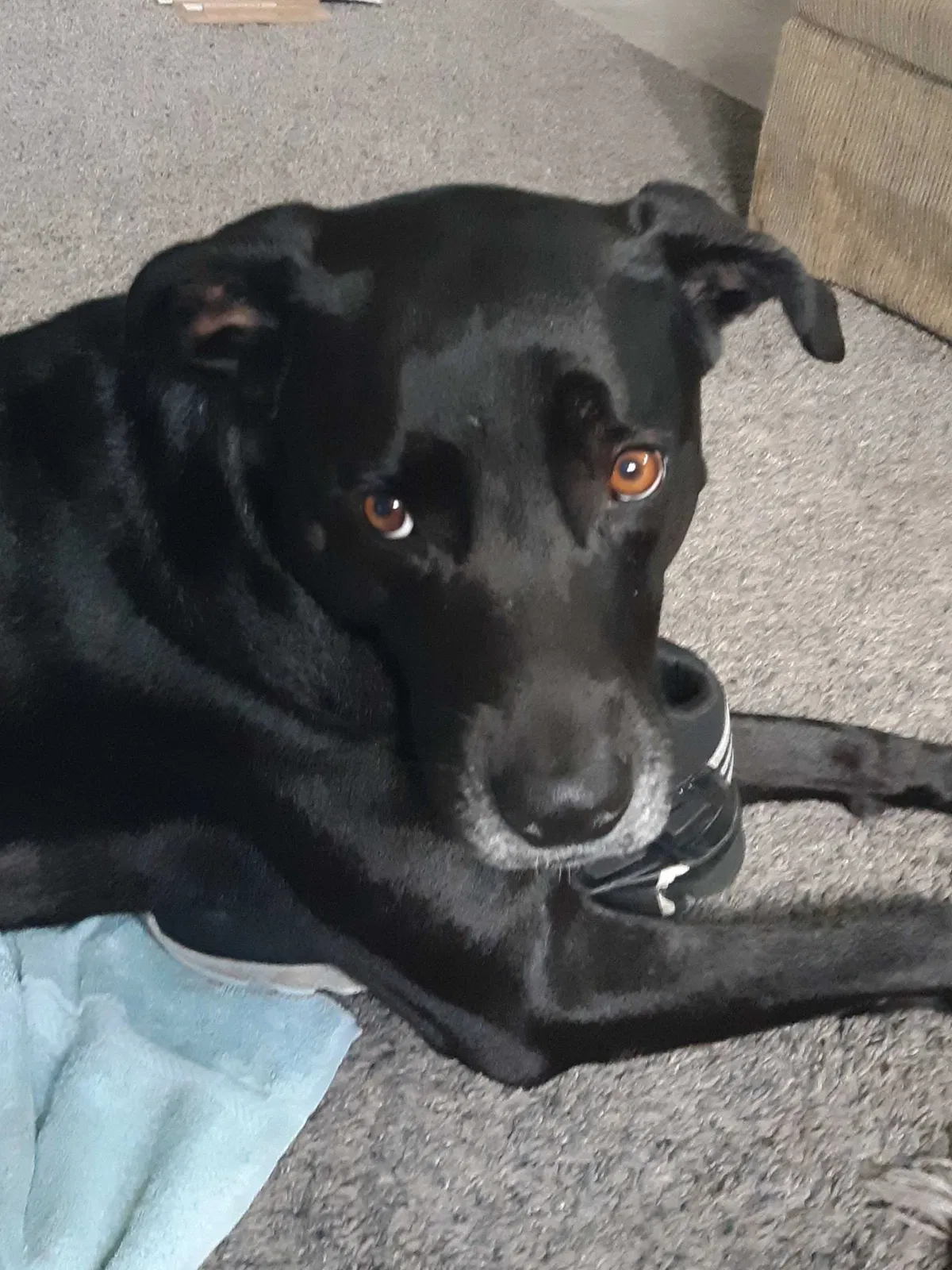 Lost dog in Bradenton, FL, 34205