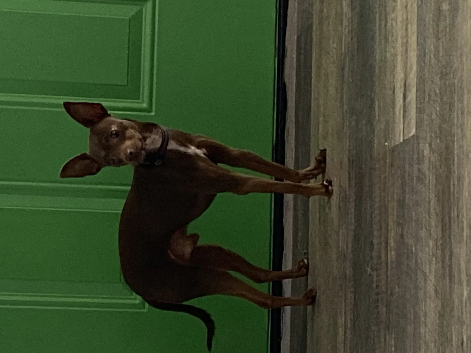 Lost dog in Mesa, AZ, 85203