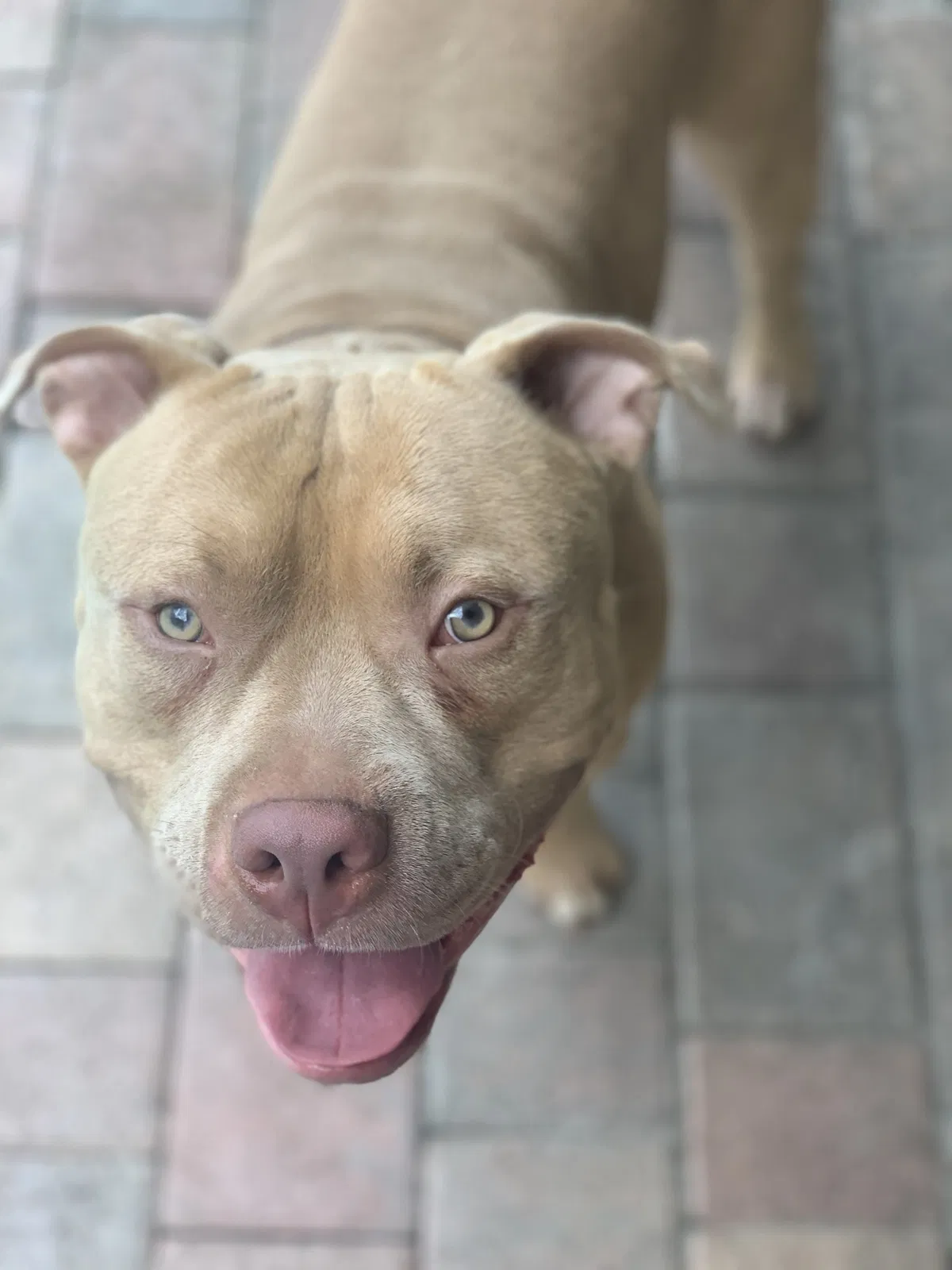 Lost dog in Pompano Beach, FL, 33068