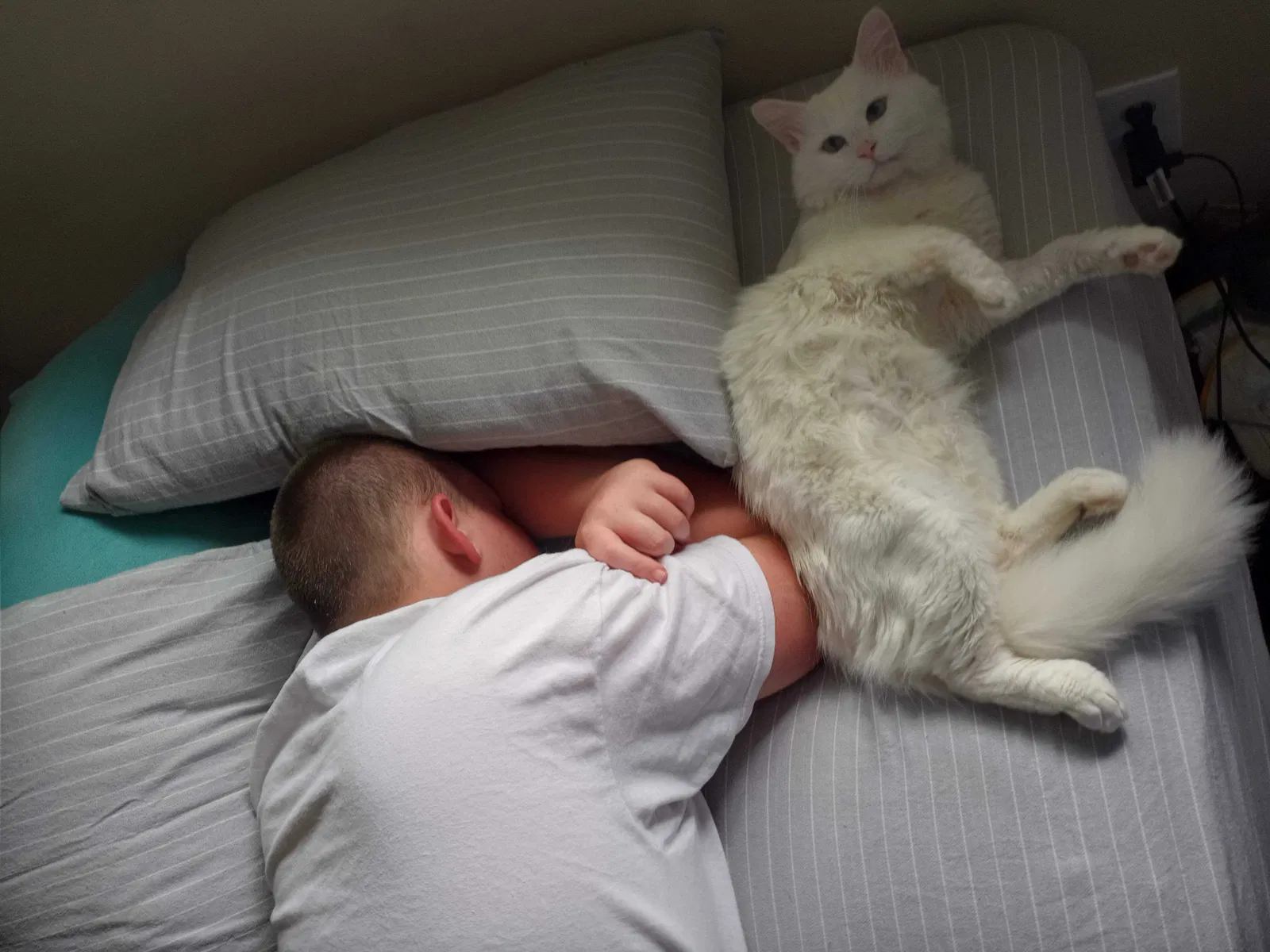 Lost cat in Greeley, CO, 80631