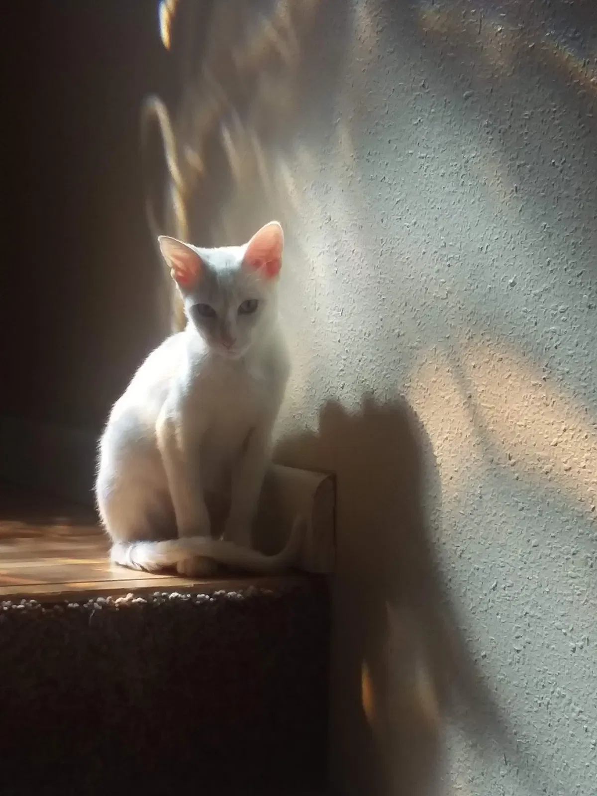 Lost cat in Greeley, CO, 80631