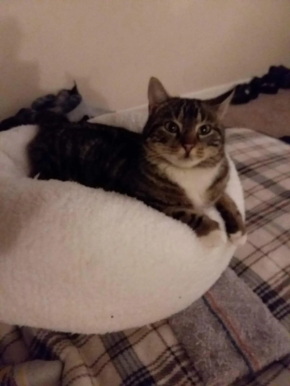 Lost cat in Greeley, CO, 80631