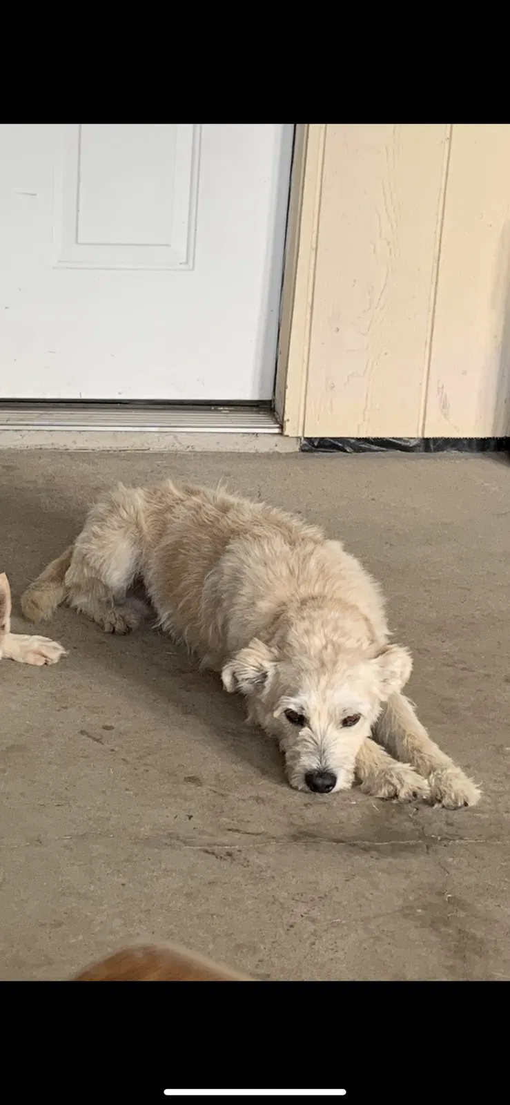 Lost dog in Justin, TX, 76247
