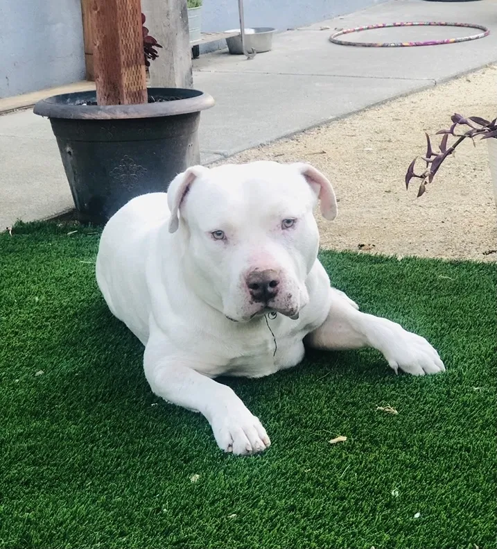 Lost dog in Vacaville, CA, 95688