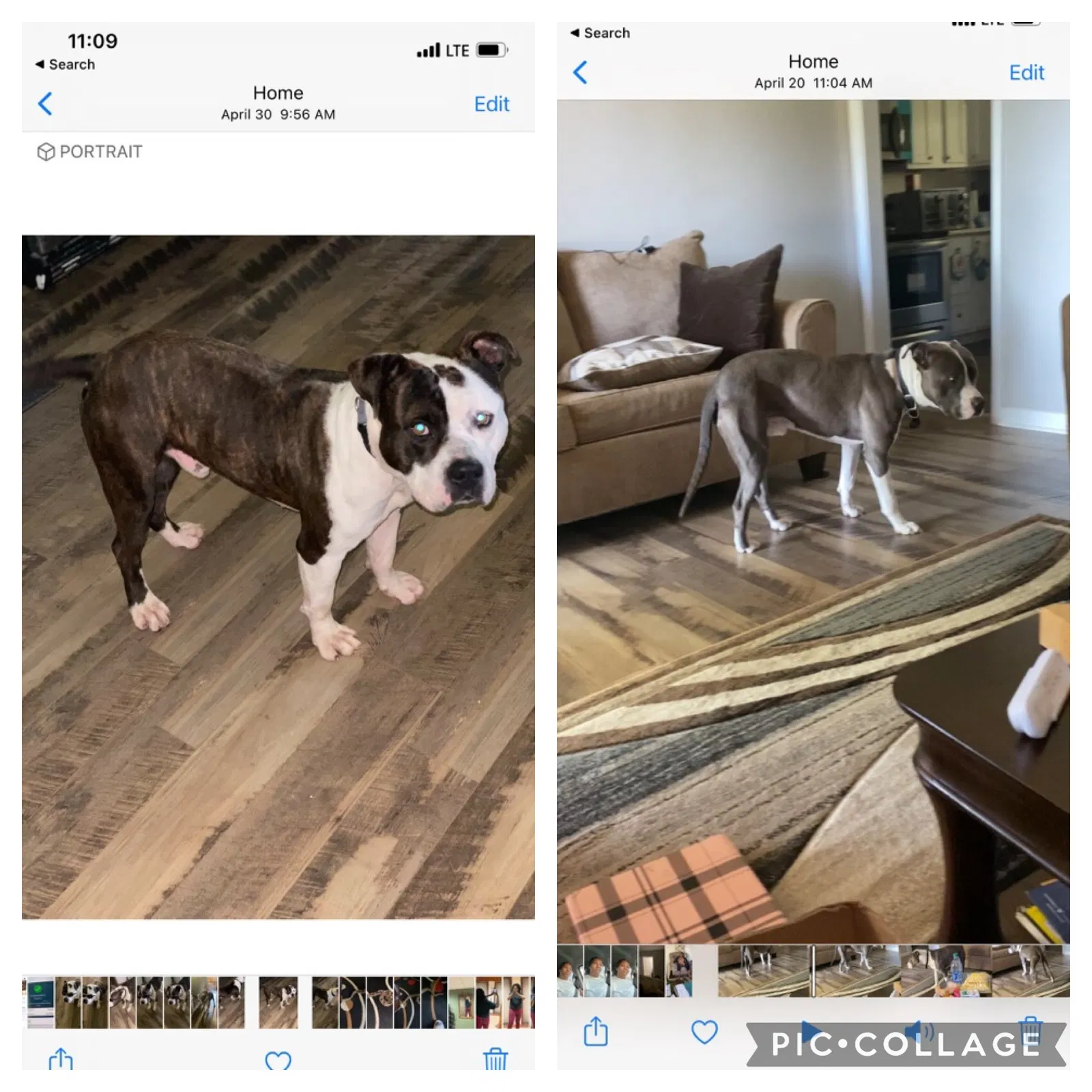 Lost dog in Clarksville, TN, 37042