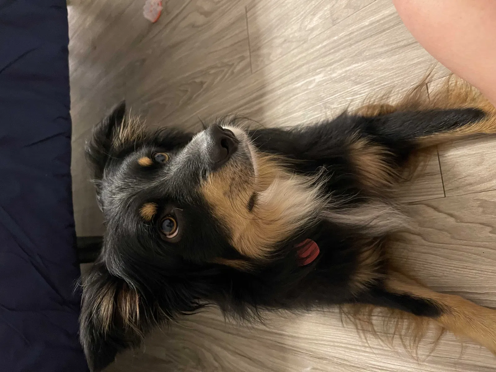 Lost dog in Okemah, OK, 74859
