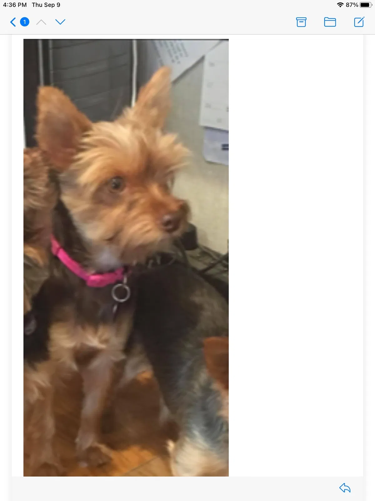 Lost dog in Bakersfield, CA, 93314