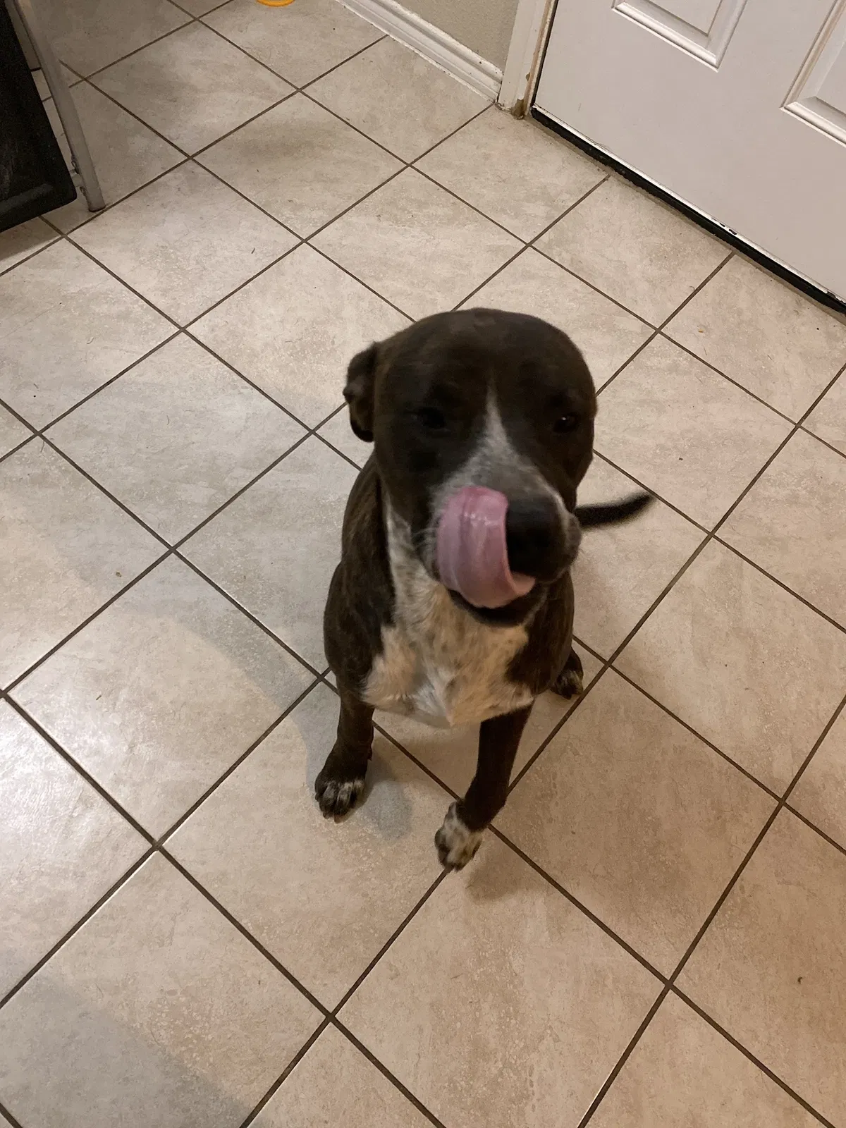 Found dog in Royse City, TX, 75189