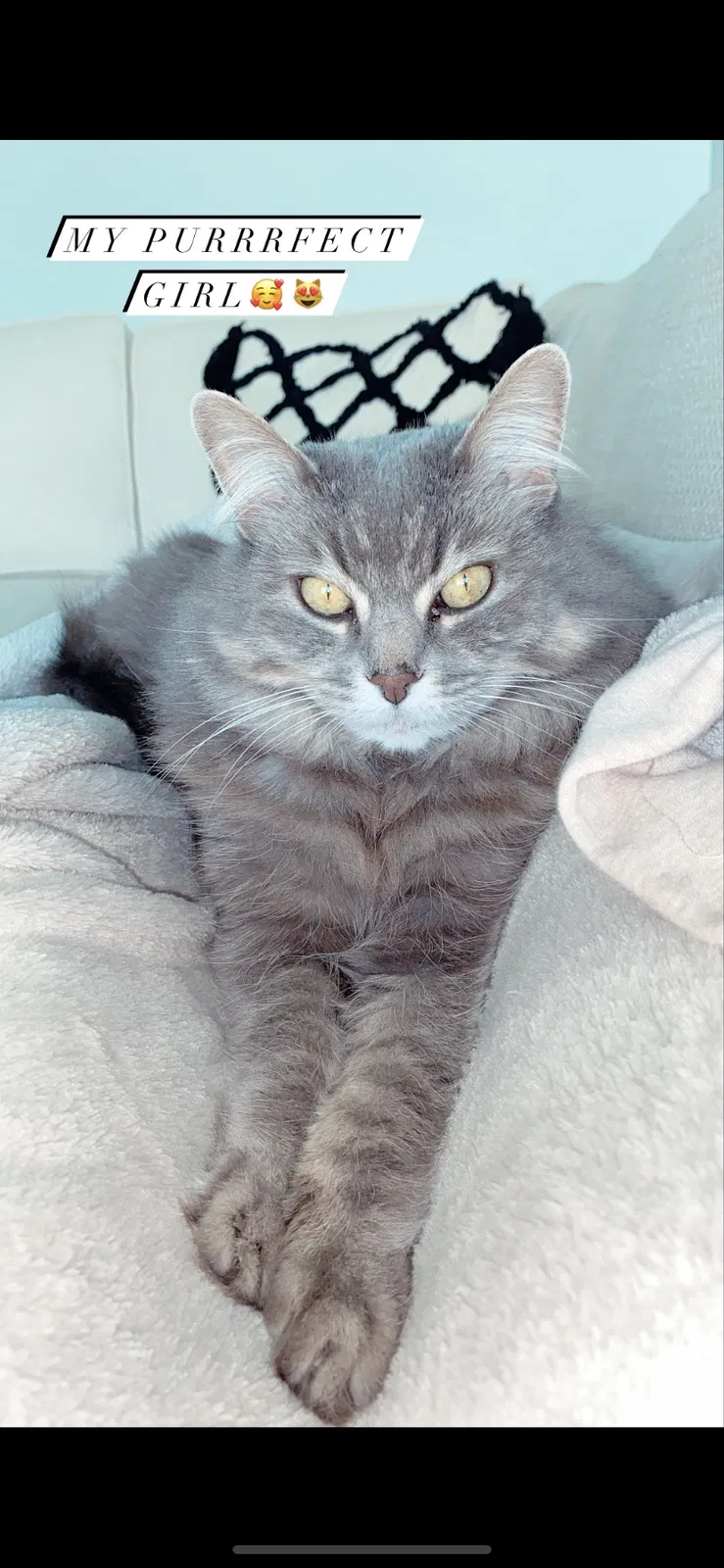 Lost cat in San Diego, CA, 92128