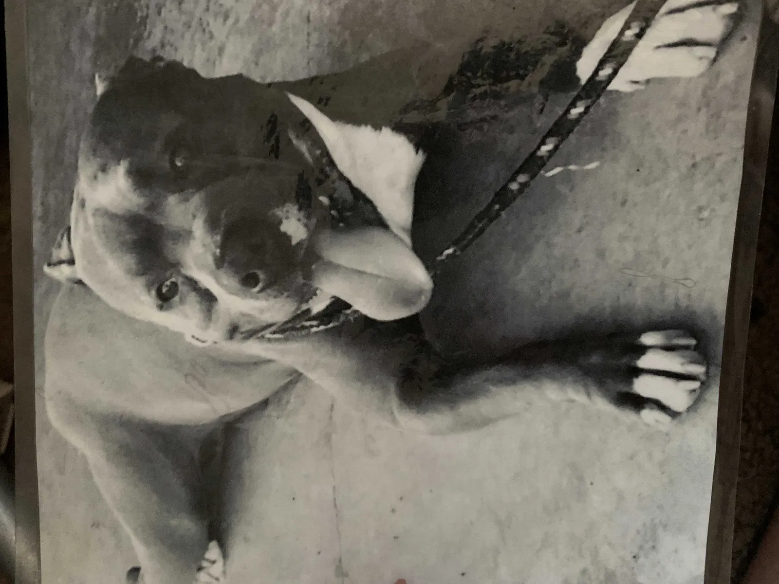Lost dog in Spanaway, WA, 98387