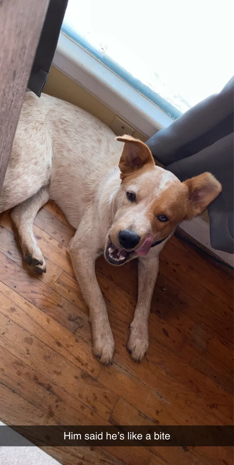 Lost dog in Kansas City, MO, 64138