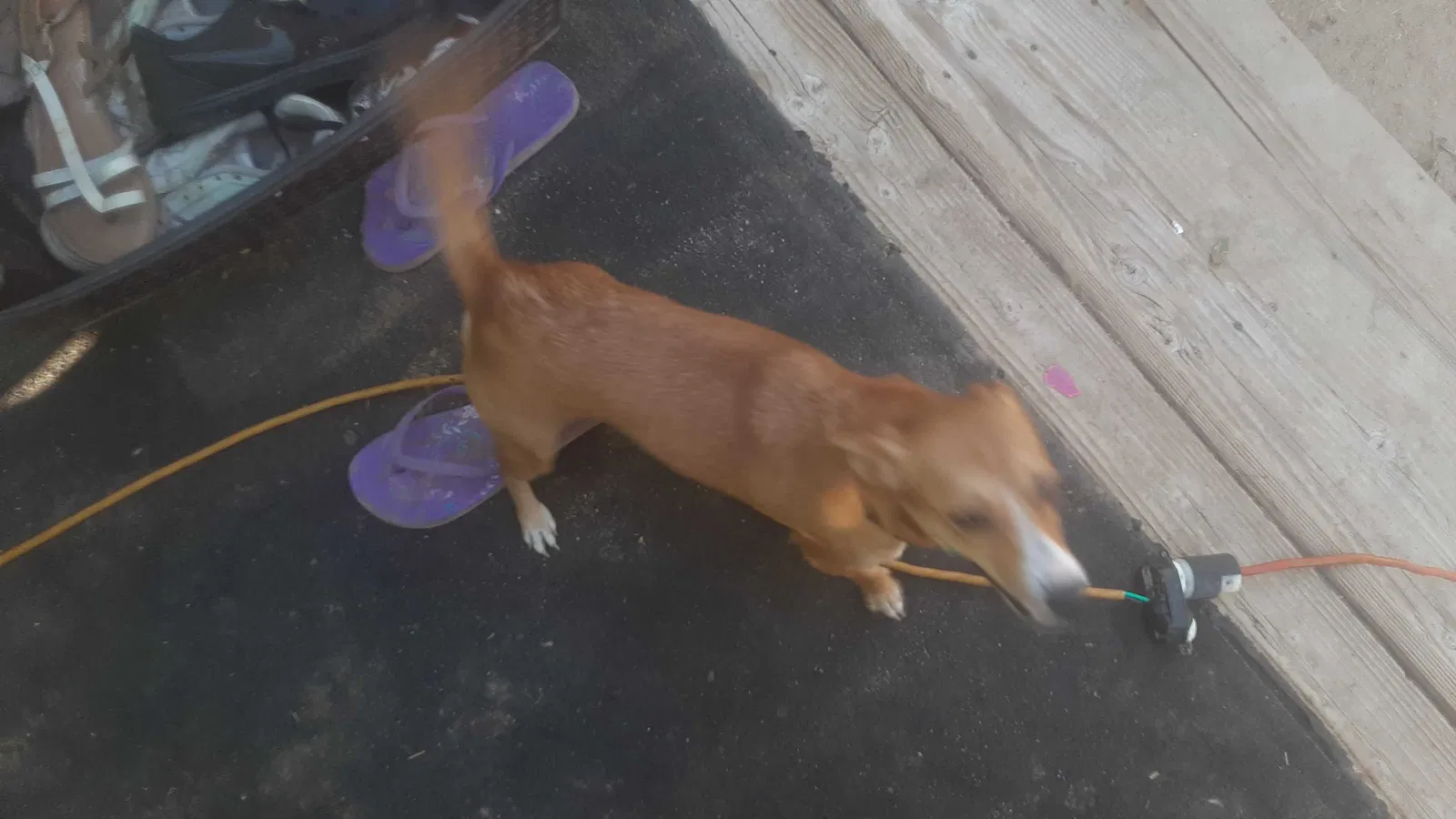 Found dog in Bakersfield, CA, 93308