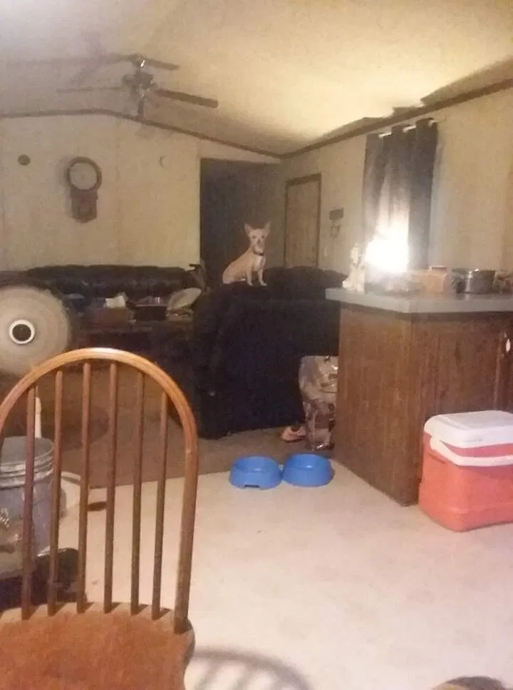 Lost dog in Grenada, MS, 38901