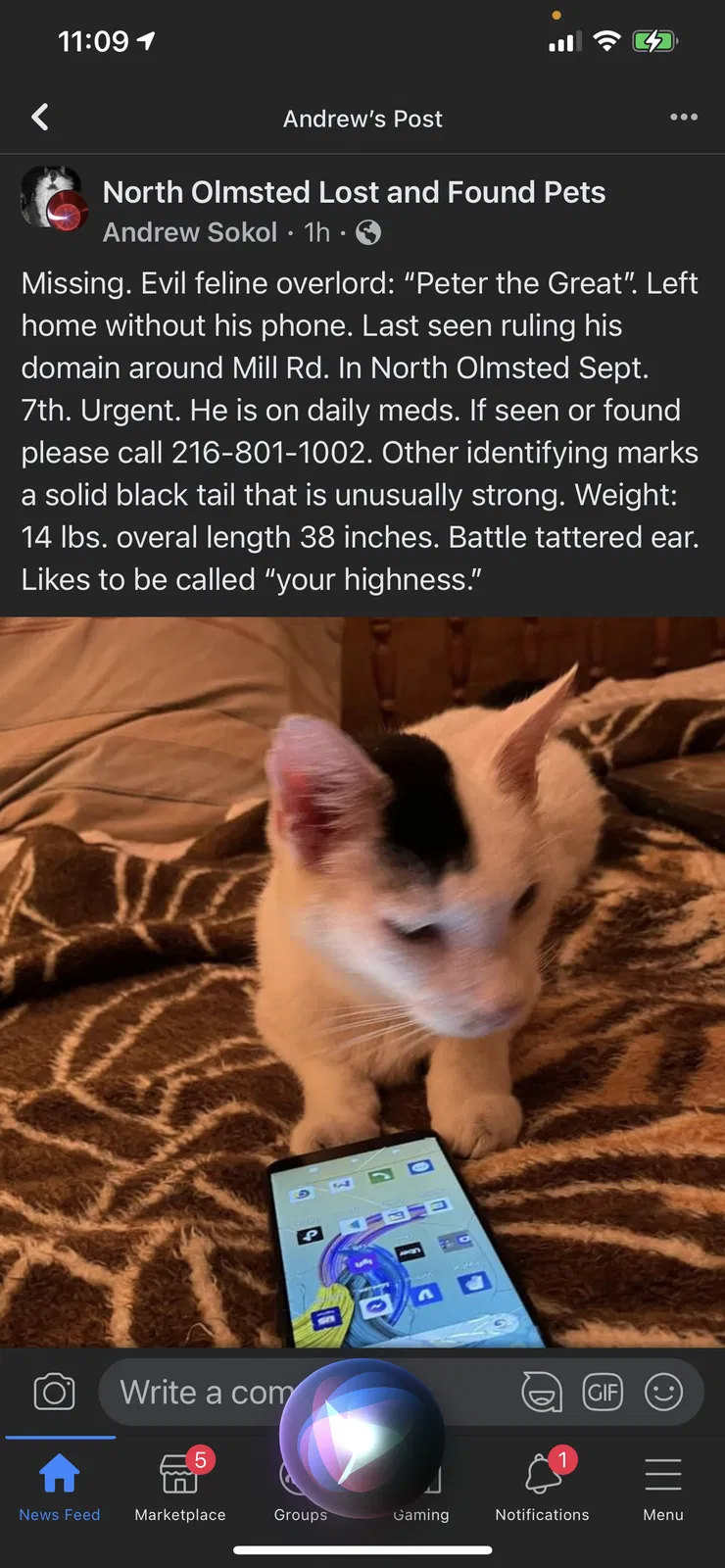 Lost cat in North Olmsted, OH, 44070