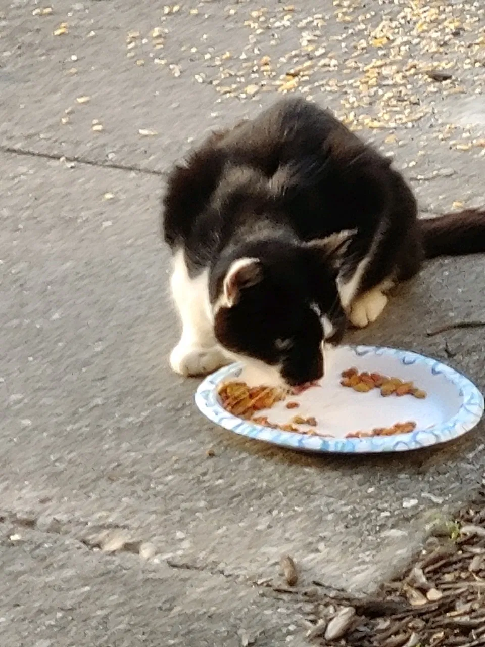 Found cat in Finksburg, MD, 21048