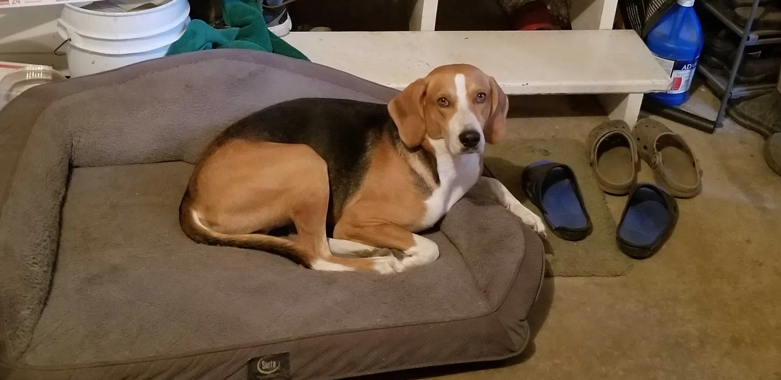 Lost dog in Yorktown, VA, 23692