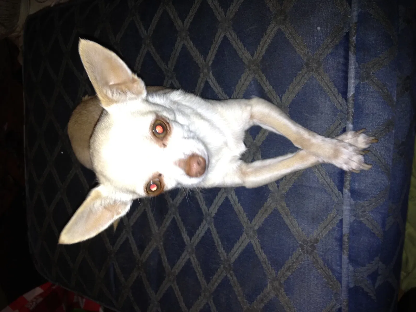Lost dog in Bakersfield, CA, 93307