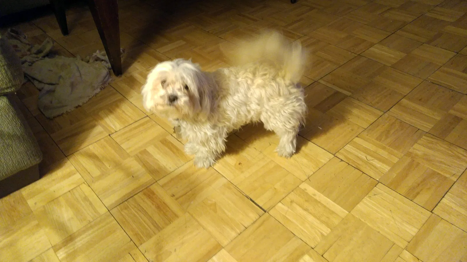 Lost dog in Panorama City, CA, 91402