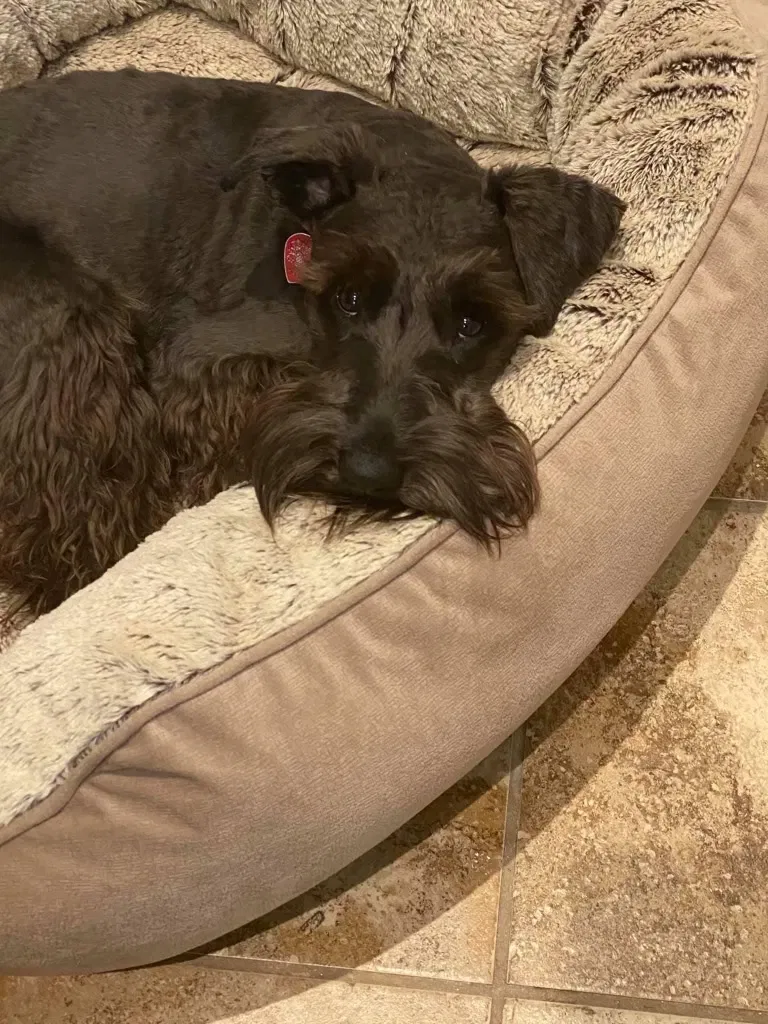 Lost dog in Baytown, TX, 77521