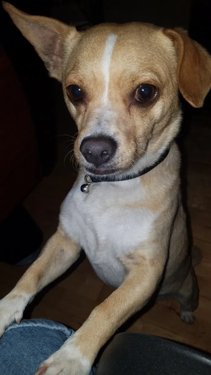 Lost dog in Phoenix, AZ, 85029