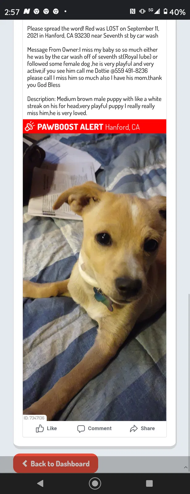 Lost dog in Hanford, CA, 93230