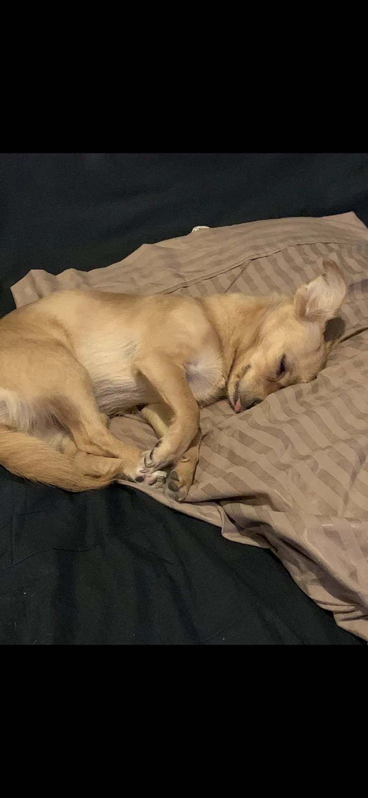 Lost dog in Romulus, MI, 48174