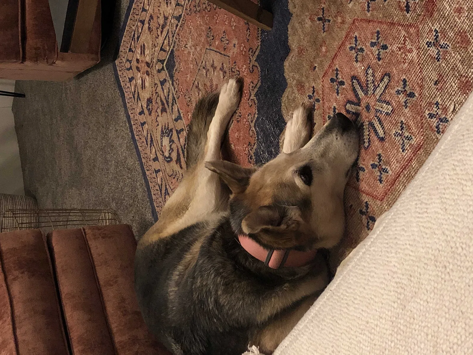 Lost dog in Edmond, OK, 73034