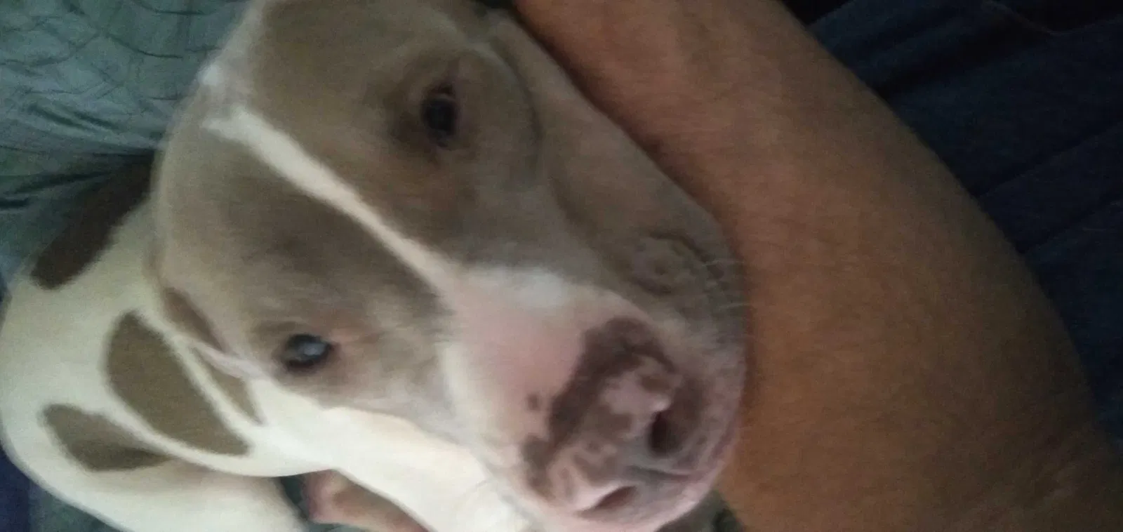 Lost dog in Oklahoma City, OK, 73110