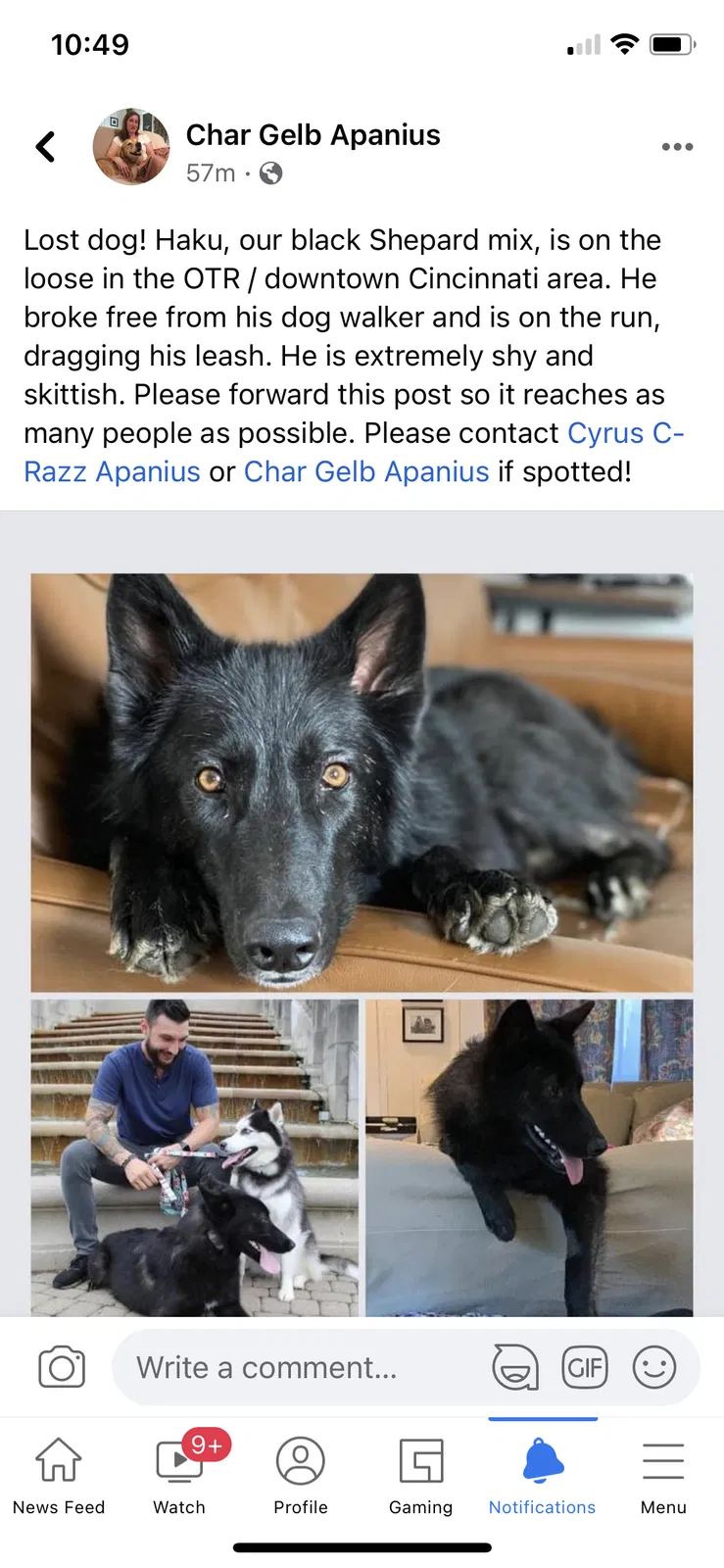 Lost dog in Cincinnati, OH, 45202