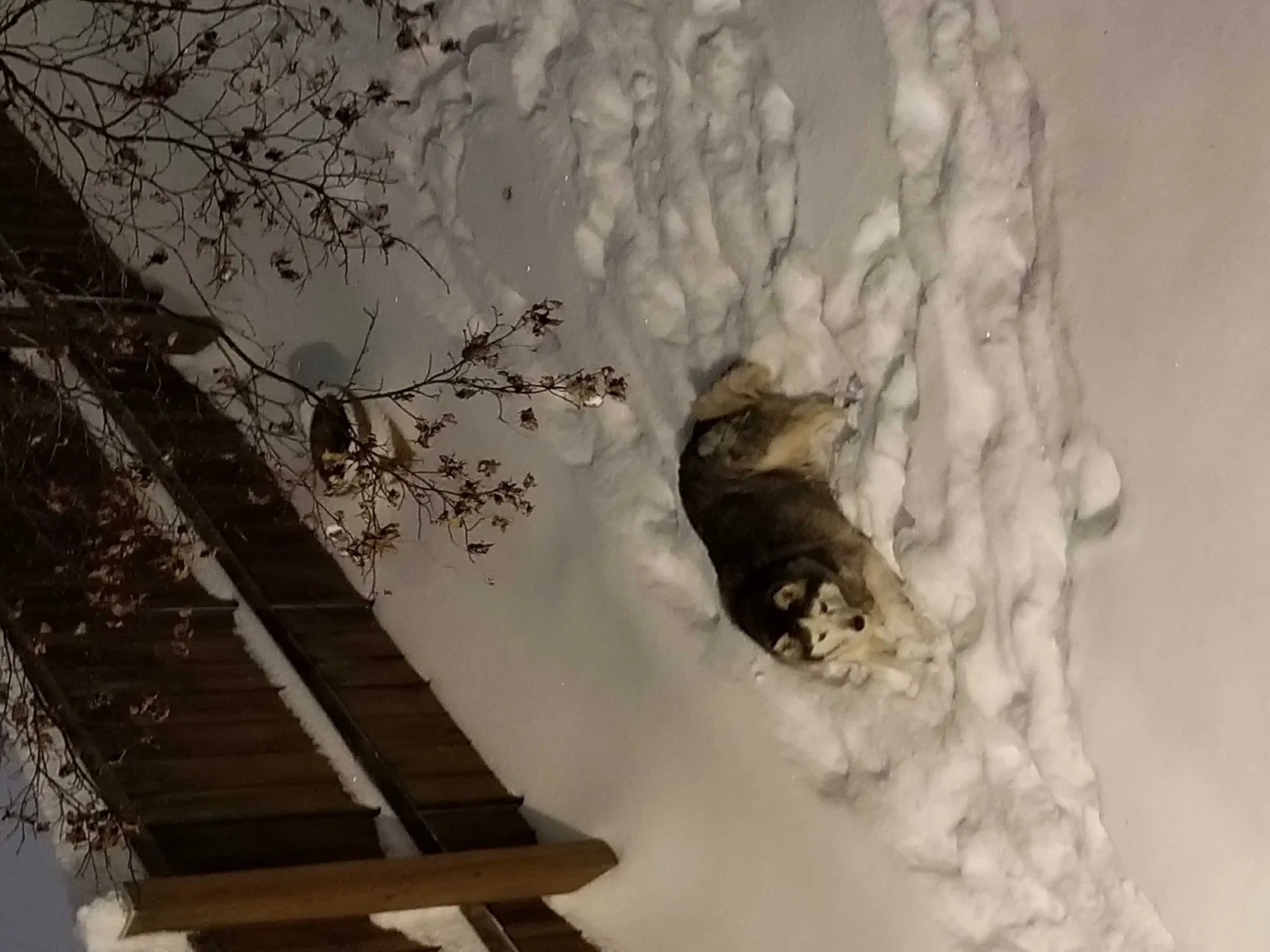 Lost dog in Holiday, FL, 34690