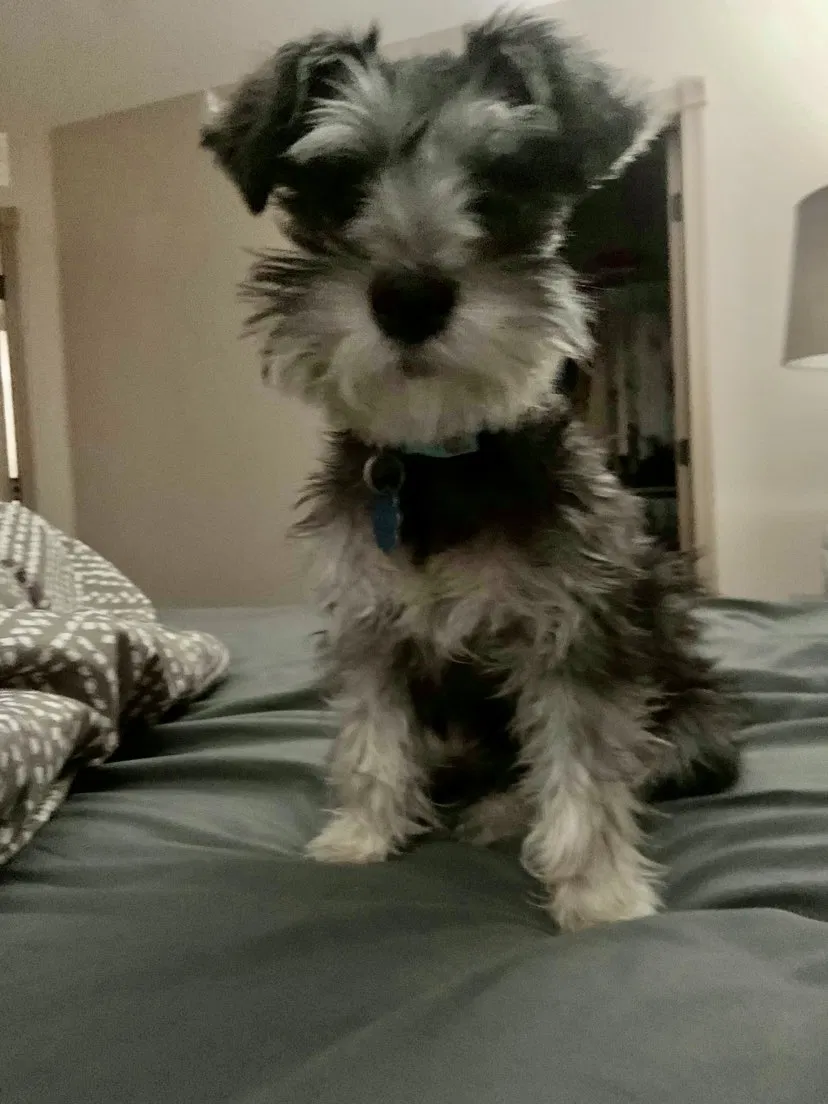 Lost dog in El Paso, TX, 79938