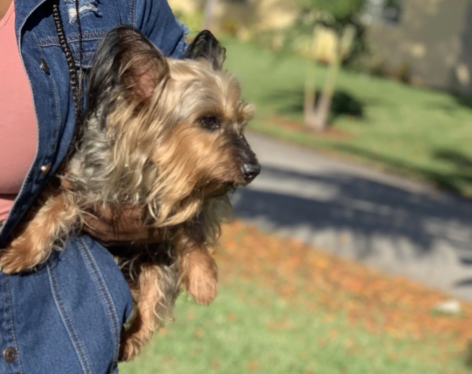 Lost dog in Pompano Beach, FL, 33060